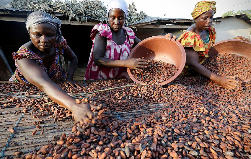  Ghana: Chute Drastique de la Production de Cacao, la Perte des Terres Agricoles en Cause