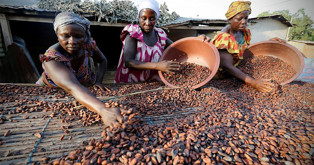 Ghana: Chute Drastique de la Production de Cacao; la Perte des Terres Agricoles en Cause