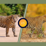 Comment distinguer un léopard d'un jaguar ?