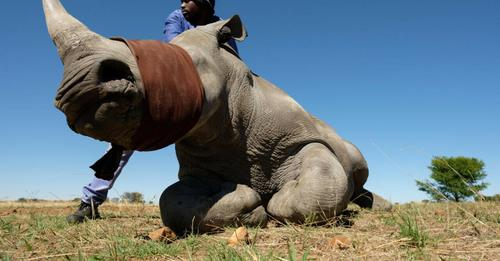 Forte Diminution du Braconnage de Rhinocéros en Afrique du Sud