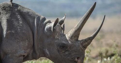 Forte Diminution du Braconnage de Rhinocéros en Afrique du Sud