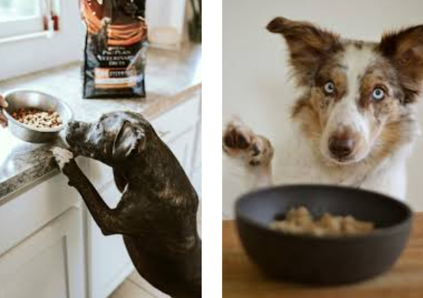 Quelles sont les meilleures croquettes sans céréales pour chien ?