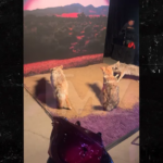 Tommy Richman fait le show à sa fête de lancement d'album en hurlant comme un 'Coyote'