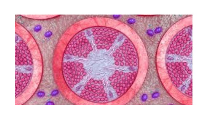  Comment les gonades interviennent-elles dans la reproduction des mammifères ?