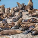 Alerte aux phoques ! Le littoral sud-africain sous menace