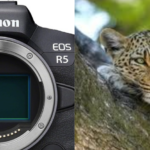 Guide Complet sur la Photographie Animalière : Techniques, Équipement et Conseils