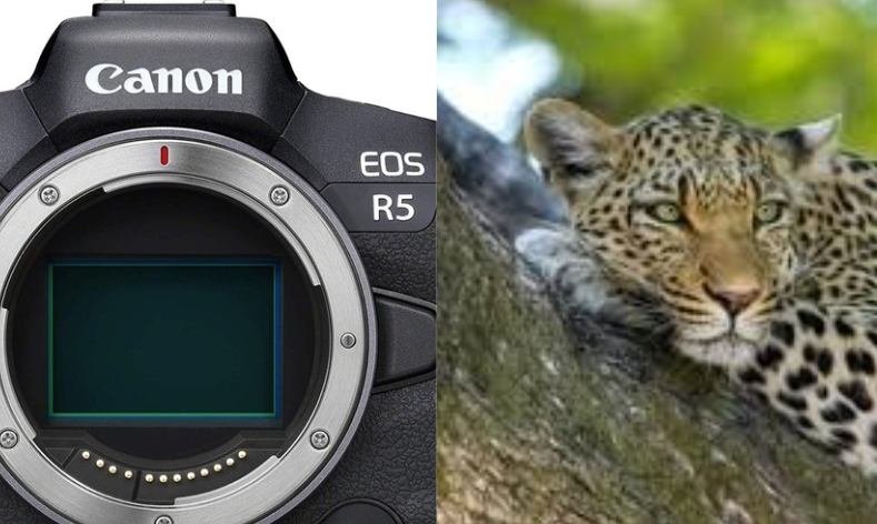  Guide Complet sur la Photographie Animalière : Techniques, Équipement et Conseils