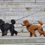 Les Sacs à Déjections Canines Amazon Basics : L'Accessoire Indispensable pour Promener Votre Chien Sans Stress