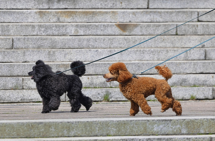  Les Sacs à Déjections Canines Amazon Basics : L’Accessoire Indispensable pour Promener Votre Chien Sans Stress