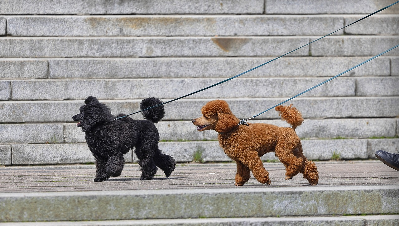 Les Sacs à Déjections Canines Amazon Basics : L'Accessoire Indispensable pour Promener Votre Chien Sans Stress