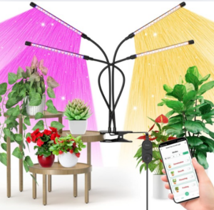 Sélection de Plantes d'Intérieur Faciles d'Entretien : Transformez Votre Maison avec Simplicité