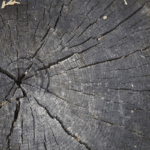 Meilleur Saturateur Bois Extérieur (2025) : Comparatif et Avis d'Experts