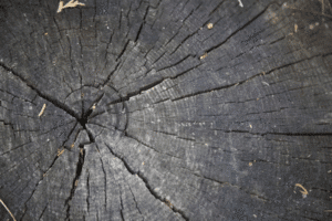 Meilleur Saturateur Bois Extérieur (2025) : Comparatif et Avis d'Experts