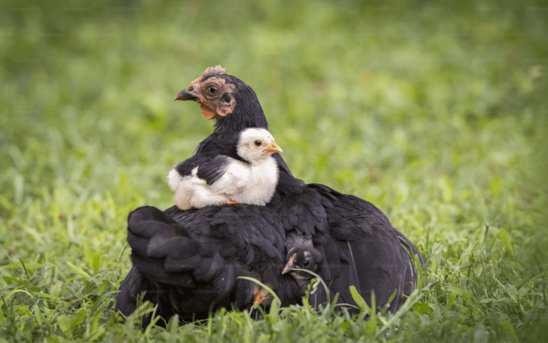 Comment cuire un chapon pour qu'il reste moelleux ? Les secrets d'une cuisson parfaite (façon Marmiton)